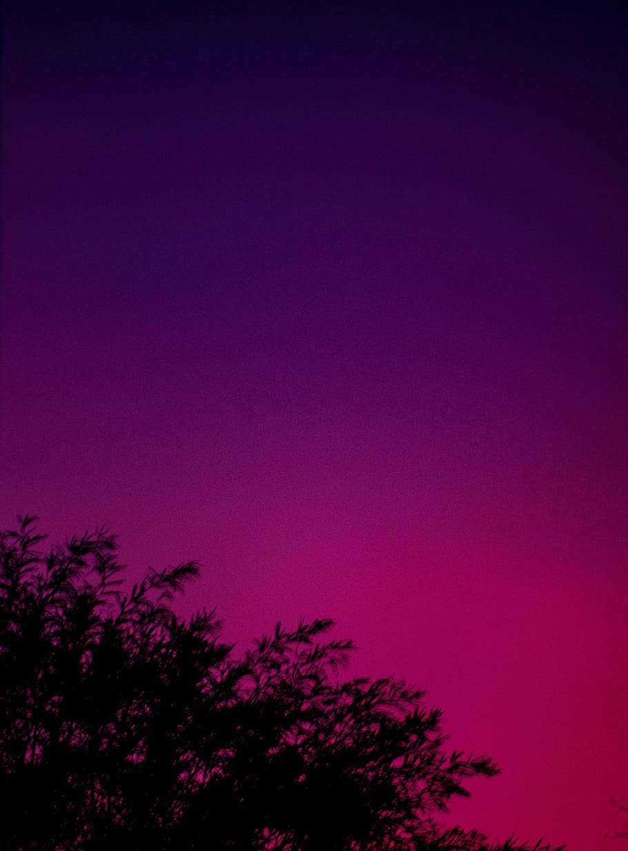 arbre, posta de sol, sol, tarda, rosa, porpra, cel porpra, cel, cel rosa, color, colorit, fosc, ombrejat, hd, hd background, fons de pantalla hd, fons, fons de pantalla, negre, ombra, planta, bellesa a la natura, color rosa, naturalesa, tranquil·litat, vista d’angle baix, còpia espai, escenics - natura, creixement, cap gent, escena tranquil·la, a l'aire lliure, silueta, arbre d’arbre, vermell, nit, 4K