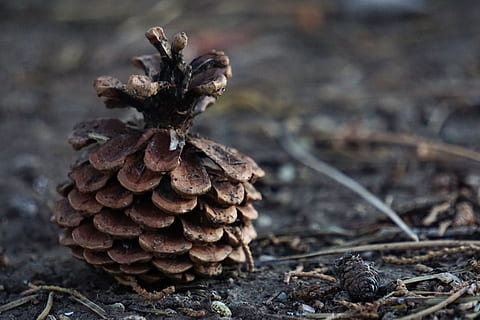 Tannenzapfen, Kiefer, Wald, Boden, erdig, Schmutz, schmutzig, natürlich, Baum, keine Leute, Natur, Nahansicht, Fokus auf den Vordergrund, Tag, Lebensmittel, Land, Essen und Trinken, draußen, selektiver Fokus, Pflanze, trocken, Wachstum, Feld, einzelnes Objekt, Pinaceae, braun, Nadelbaum, 4K, CC0, gemeinfrei, lizenzfrei