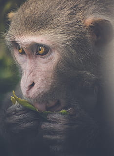 mico, indi, primat, fruita, temes d'animals, animal, un animal, mamífer, animals a la natura, fauna animal, primer pla, vertebrats, cap gent, mirant, retrat, part del cos dels animals, dia, mirant la càmera, planta, menjar, cap d’animals, 5K, CC0, domini públic, lliure de regalies