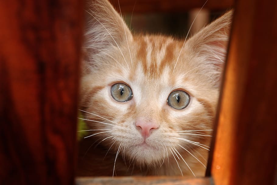kat, kitty, chaton, snak, indenlandske kat, dyre temaer, indenlandske, kæledyr, et dyr, husdyr, feline, pattedyr, dyr, portræt, tæt på, bakkenbart, dyr kropsdel, hvirveldyr, kigger på kameraet, dyr hoved, indendørs, ingen mennesker, øje, ingefær kat, dyr øje, maine coon cat, 4K