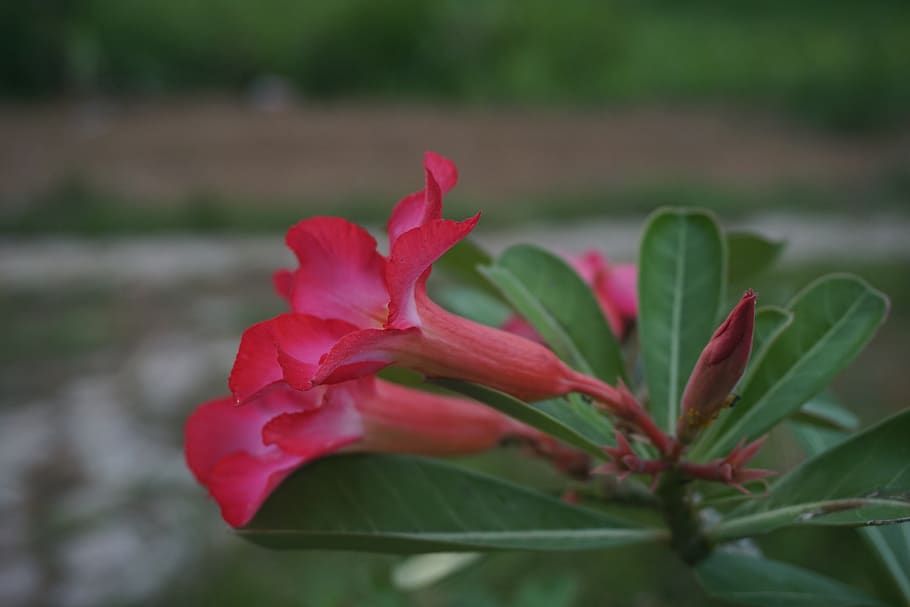 indonèsia, Aceh, flor, planta, planta amb flors, bellesa a la natura, primer pla, vermell, creixement, vulnerabilitat, color rosa, fragilitat, pètal, frescor, naturalesa, part de la planta, full, centrar-se en primer pla, rosa, cap de flor, flor de roses, inflorescència, cap gent, a l'aire lliure, 5K