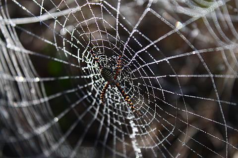 ragno, ragnatela, Rete, rugiada, Guazza, gocce di rugiada sul web, natura, immagine originale, fragilità, temi animali, animale, avvicinamento, invertebrato, fauna selvatica, animali allo stato selvatico, artropodo, concentrarsi sulle conoscenze acquisite, nessuno, un animale, aracnide, vulnerabilità, insetto, giorno, modello naturale, complessità, all'aperto, web, gamba animale, 4K, CC0, dominio pubblico, privo di copyright