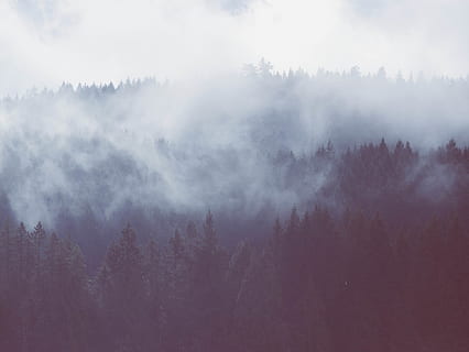 Waldnebel, Baum, Nebel, Wald, Pflanze, Schönheit in der Natur, Ruhe, Natur, Himmel, keine Leute, Szenen - Natur, ruhige Szene, Land, Umgebung, Landschaft, wolke - himmel, Winter, Nicht-städtische Szene, draußen, Kiefernwald, Kiefer, Nadelbaum, immergrüner Baum, 4K, CC0, gemeinfrei, lizenzfrei