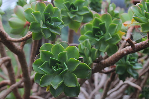 Grün, saftig, Aoenium, Pflanze, Geäst, Natur, Wachstum, Schönheit in der Natur, grüne Farbe, Nahansicht, Pflanzenteil, Blatt, Tag, keine Leute, Fokus auf den Vordergrund, Blume, Sukkulente, Verletzlichkeit, Baum, blühende Pflanze, Zerbrechlichkeit, Frische, draußen, Ruhe, Blütenkopf, 4K, CC0, gemeinfrei, lizenzfrei