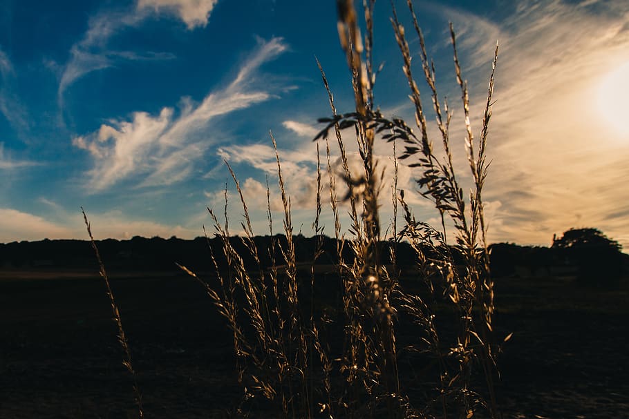 Feld, Sonnenuntergang, Himmel, Wolken, Pflanzen, wolke - himmel, Pflanze, Wachstum, Natur, Land, Ruhe, Schönheit in der Natur, keine Leute, ruhige Szene, Landschaft, Szenen - Natur, Tag, Umgebung, Sonnenlicht, draußen, Landwirtschaft, Nicht-städtische Szene, Lieschgras, Stiel, 4K