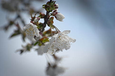 blomster, makro, forår, træ, tæt på, flor, romantisk, mild, hvid, plante, blomst, blomstrende plante, friskhed, vækst, skønhed i naturen, skrøbelighed, natur, sårbarhed, hvid farve, afdeling, kronblad, ingen mennesker, selektiv fokusering, blomstre, fokus på forgrunden, dag, blomsterhoved, kirsebær blomst, blomme af blomme, Kirsebærtræ, 2K, CC0, offentligt domæne, royaltyfrie