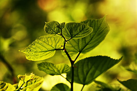 leaf, vein, pattern, twig, foliage, plant, green, ecology, translucent, back light, plant part, green color, close-up, growth, beauty in nature, day, nature, focus on foreground, no people, selective focus, yellow, outdoors, freshness, food and drink, food, sunlight, flower, tree, 4K, CC0, public domain, royalty free