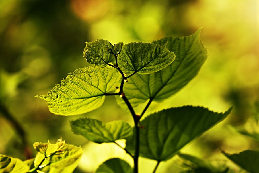full, vena, patró, branca, fullatge, planta, verd, ecologia, translúcid, llum de fons, part de la planta, color verd, primer pla, creixement, bellesa a la natura, dia, naturalesa, centrar-se en primer pla, cap gent, enfocament selectiu, groc, a l'aire lliure, frescor, menjar i beguda, menjar, llum solar, flor, arbre, 4K