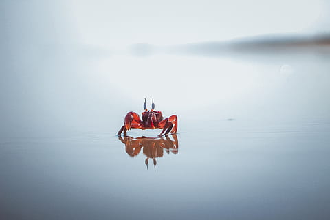red crab, animal, crab, reflection, tiny, water, waterfront, lake, tranquility, nature, day, tranquil scene, beauty in nature, scenics - nature, red, real people, non-urban scene, sky, outdoors, idyllic, lifestyles, one person, 5K, CC0, public domain, royalty free