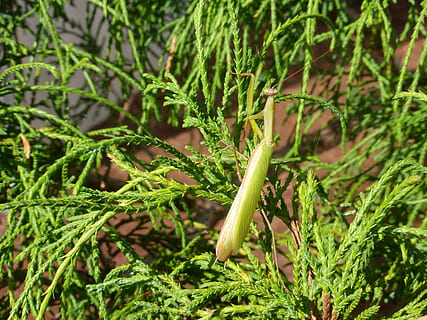 mantis, zelená, zahrada, hmyz, členovců, Chyba, okřídlený, rostlina, růst, zelená barva, rostlinné části, Příroda, den, list, krása v přírodě, detail, selektivní zaměření, nikdo, přistát, venku, jídlo a pití, zaměřit se na popředí, svěžest, jídlo, pole, zemědělství, klid, plantáž, 4K, CC0, veřejná doména, bez autorských práv