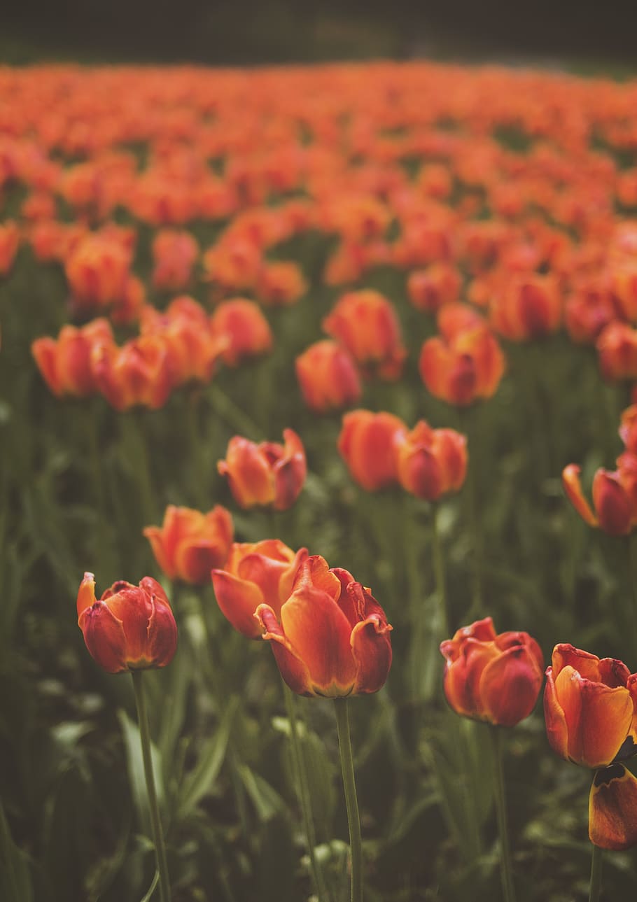 campo di tulipani rossi, bellissimo, fioritura, luminosa, colore, colorato, campo, flora, fiori, crescita, petali, papavero, tulipani, vivace, pianta fiorita, fiore, bellezza nella natura, fragilità, pianta, vulnerabilità, freschezza, petalo, avvicinamento, natura, testa di fiore, terra, nessuno, concentrarsi sulle conoscenze acquisite, infiorescenza, tulipano, giorno, rosso, all'aperto, letto di fiori, arancia, 4K