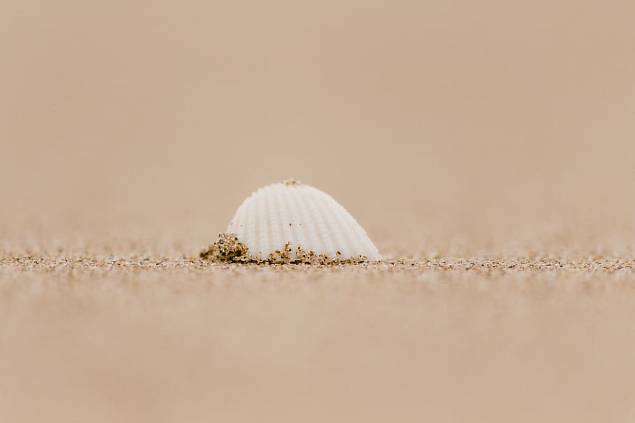 bianca, conchiglia, riva del mare, sabbia, Messico, paraíso, spiaggia, architettura, costruzione, cupola, suolo, all'aperto, flora, erba, pianta, strada, strada sterrata, ghiaia, natura, messa a fuoco selettiva, fauna selvatica, terra, animale, nessuno, avvicinamento, temi animali, animali allo stato selvatico, un animale, copia spazio, giorno, crostaceo, invertebrato, mare, guscio di animale, marino, piccolo, 4K