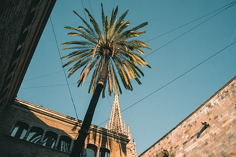 arbre de data, arquitectura, torre, edifici, campanar, fletxa, planta, arbre, arecaceae, Palmera, urbà, a l'aire lliure, naturalesa, refugi, camp, rural, màquina, va parlar, arquejat, arc, triangle, vista d’angle baix, estructura construïda, exterior de l'edifici, cel, cap gent, cel clar, dia, cable, cultura i entreteniment artístic, clima tropical, història, el passat, ciutat, blau, 5K, CC0, domini públic, lliure de regalies