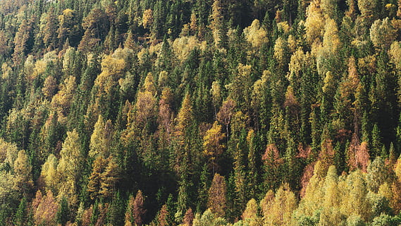 grønne træer, træ, plante, nåletræ, gran, abies, fyrretræ, Nesbyen, norge, lærk, vegetation, udendørs, jord, natur, landskab, hovedvej, vej, Busk, jungle, skønhed i naturen, Skov, rolig scene, ro, scenics - natur, vækst, dag, ingen mennesker, høj vinkel visning, grøn farve, ikke-urbane scene, efterår, fjern, lave om, eviggrønne træ, fyrreskov, 4K, CC0, offentligt domæne, royaltyfrie
