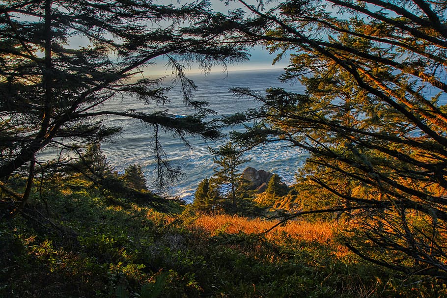 platja, arbre, arbres, bosc, camp, rock, Costa, oceà, mar, Lincoln City, onada, onades, verd, naturalesa, planta, tranquil·litat, bellesa a la natura, escena tranquil·la, creixement, aigua, terra, branca, escenics - natura, cap gent, tardor, cel, escena no urbana, dia, canvi, a l'aire lliure, copa de l'arbre, 5K