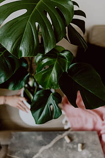 dark, green, leaves, monstera, copy space, background, leaf, plant, greenery, botany, negative space, jungle, philodendron, houseplant, hand, human hand, plant part, one person, human body part, real people, green color, nature, holding, lifestyles, unrecognizable person, growth, close-up, body part, potted plant, day, indoors, finger, human limb, 4K, CC0, public domain, royalty free