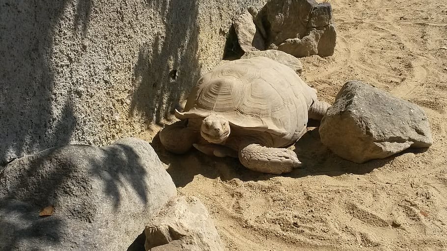 zoo, profund, tortuga, terra, sorra, rèptil, naturalesa, dia, llum solar, cap gent, animal, platja, temes d'animals, animals a la natura, vertebrats, fauna animal, rock, a l'aire lliure, vista d’angle alt, sòlid, rock - object, 2K