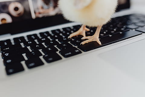 recién nacido, pequeño, pollo, ordenador portátil, computadora, teclado, amarillo, macbook, pájaro, bebé, mullido, aves de corral, pollito, polluelo, tecnología, equipo de computadora, adentro, tecnología inalámbrica, conexión, de cerca, comunicación, nadie, llave de computadora, parte de la computadora, de color negro, foto de estudio, animales domesticos, animal, dispositivo de información portátil, gato, 5K, CC0, dominio público, libre de derechos