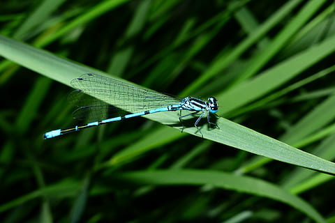 damsel fly, drakonas, anisoptera, gyvūnas, vabzdys, bestuburiai, augalų, neryškus, bokeh, sparnas, žalias, flora, žolė, gyvūnų temos, gyvūnams, gyvūnų gyvūnija, žalia spalva, vienas gyvūnas, damselfly, lapai, gyvūnų sparnas, augalų dalis, Iš arti, pobūdį, nėra žmonių, dieną, sutelkti dėmesį į naujas žinias, augimą, žolės peilis, lauke, rasa, 2K, CC0, Viešasis domenas, nemokamai