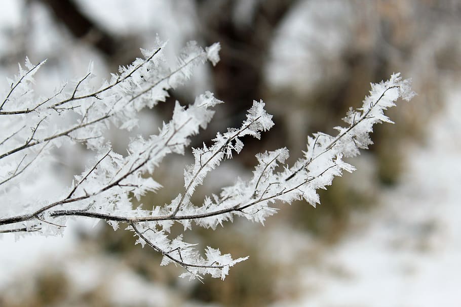 frost, vinter, kald, is, snø, frossen, landskap, iskald, iset, krystallene, gren, ze, kaldtemperatur, anlegg, skjønnhet i naturen, tre, fokusere på forgrunnen, natur, hvit farge, nærbilde, ingen folk, dag, ro, skjørhet, sårbarhet, vekst, utendørs, våren, snøstorm, ekstremt vær, snowing, kirsebærblomst, 5K