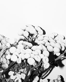 flori, nici o persoana, natură, plantă, a închide, animale sălbatice, zi, animal, jucarie de plus, animale tematice, fundal alb, studio shot, floare, în aer liber, planta cu flori, un animal, abundenţă, jucărie, prospeţime, selectiv, moliciune, 4K, CC0, domeniu public, fără drepturi de autor