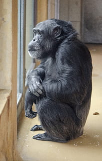 primat noir, animal, singe, mammifère, faune, gorille, zoo, ours, séance, Regardez, sentimental, ambiance, détendu, chimpanzé, triste, asseoir, aliments, en mangeant, orang-outan, invertébré, thèmes animaux, un animal, vertébré, animaux domestiques, chien, canin, primate, national, regardant, couleur noire, personne, à l'intérieur, regarder ailleurs, la faune des animaux, animaux à l'état sauvage, 4K, CC0, domaine public, libre de droits