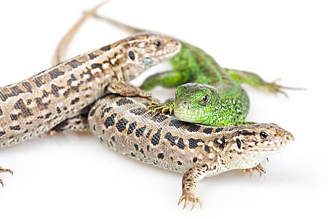 llangardaixos, gatejar, bonic, baixar, elegant, exòtic, ull, peu, gecko, verd, iguana, imatge, aïllat, cama, llangardaix, mirant, estirat, macro, en moviment, naturalesa, mascota, remot, rèptil, salamandra, escala, petit, enganxós, cua, triton, caminar, blanc, animal, temes d'animals, fauna animal, vertebrats, un animal, color verd, animals a la natura, retrat, cap gent, part del cos dels animals, primer pla, animal jove, medi ambient, escala d’animals, vista lateral, centrar-se en primer pla, boca d’animals, ull d’animals, 2K, CC0, domini públic, lliure de regalies