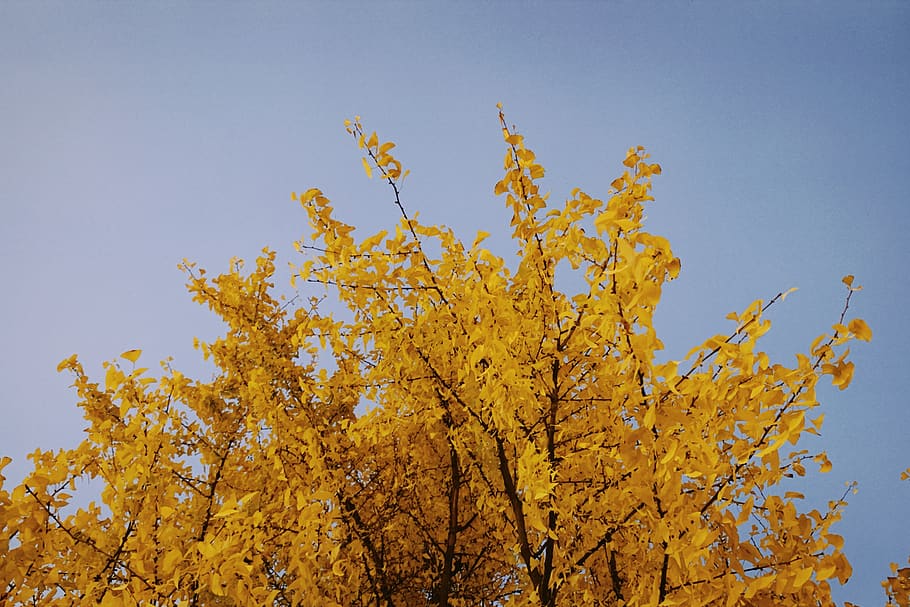 arbre, planta, full, maple, 28 d’esquerra, Xina, Hangzhou Shi, or, groc, arbres, fulles, tardor, llum solar, a l'aire lliure, herba, naturalesa, vegetació, tronc de l'arbre, paisatge, asfalt, canvi, vista d’angle baix, bellesa a la natura, cel, cel clar, cap gent, creixement, branca, dia, tranquil·litat, part de la planta, blau, escena tranquil·la, col·lecció de tardor, condició natural, 2K