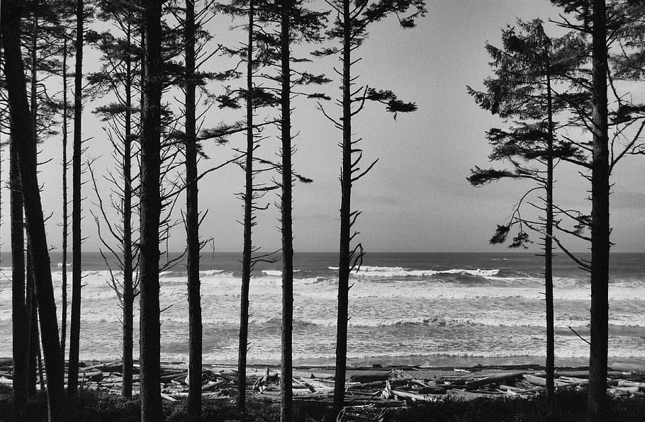 platja de rubí, arbres, platja, Pacífic nord-oest, parc nacional olímpic, Washington, Costa, paisatge, blanc i negre, Parc Nacional, arbre, planta, terra, aigua, bellesa a la natura, mar, escena tranquil·la, tranquil·litat, bosc, tronc, tronc de l'arbre, naturalesa, creixement, escena no urbana, escenics - natura, cap gent, dia, cel, a l'aire lliure, 4K