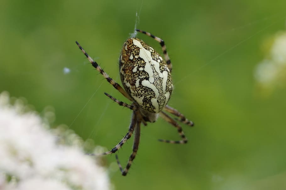 spin-, fauna, insekt, hvirvelløse, dyre temaer, et dyr, dyreliv, dyr, dyr i naturen, tæt på, arachnid, edderkop, leddyr, selektiv fokusering, dag, skønhed i naturen, natur, fokus på forgrunden, skrøbelighed, ingen mennesker, dyr kropsdel, plante, udendørs, sommerfugl - insekt, dyrefløj, dyr ben, sommerfugl, 2K