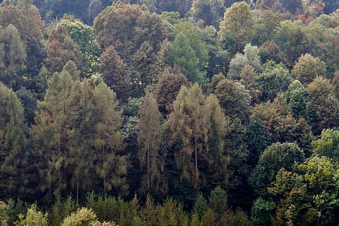 bosc, bosc mixt, boscos de muntanya, arbres, coníferes, arbres caducifolis, naturalesa, verd, estiu, paisatge, medi ambient, arbre, planta, creixement, bellesa a la natura, escena tranquil·la, tranquil·litat, cap gent, vista d’angle alt, escenics - natura, dia, terra, color verd, escena no urbana, exuberant fullatge, fullatge, a l'aire lliure, tardor, arbre de coníferes, bosc de pi, 5K, CC0, domini públic, lliure de regalies