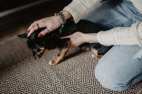 petting, little, cute, dog, girl, woman, pet, animal, puppy, adult, one person, hand, human body part, human hand, women, body part, casual clothing, indoors, fashion, close-up, limb, sitting, high angle view, jewelry, beauty, young adult, human limb, luxury, beautiful woman, human foot, 5K
