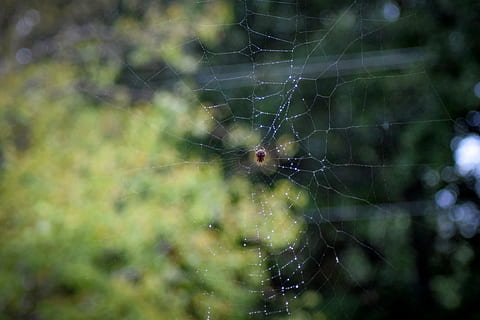 spider, spiderweb, web, dew, rain, raindrops, spider web, selective focus, spiders, fragility, animal themes, animal, close-up, vulnerability, focus on foreground, invertebrate, arachnid, no people, nature, day, animal wildlife, animals in the wild, arthropod, beauty in nature, outdoors, one animal, survival, complexity, animal leg, 1080P, CC0, public domain, royalty free