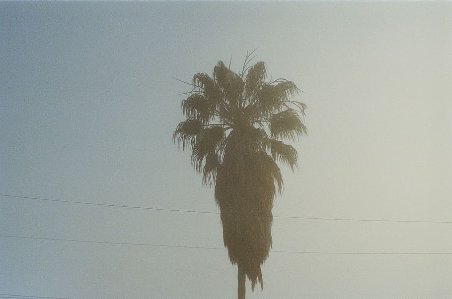 palmera, cielo, clima tropical, árbol, planta, naturaleza, nadie, vista de ángulo bajo, crecimiento, silueta, pared - característica de la construcción, al aire libre, cable, copia espacio, hoja, palmera datilera, día, oscuridad, Línea eléctrica, electricidad, hoja de palma, arbol tropical, palmera de coco, 2K