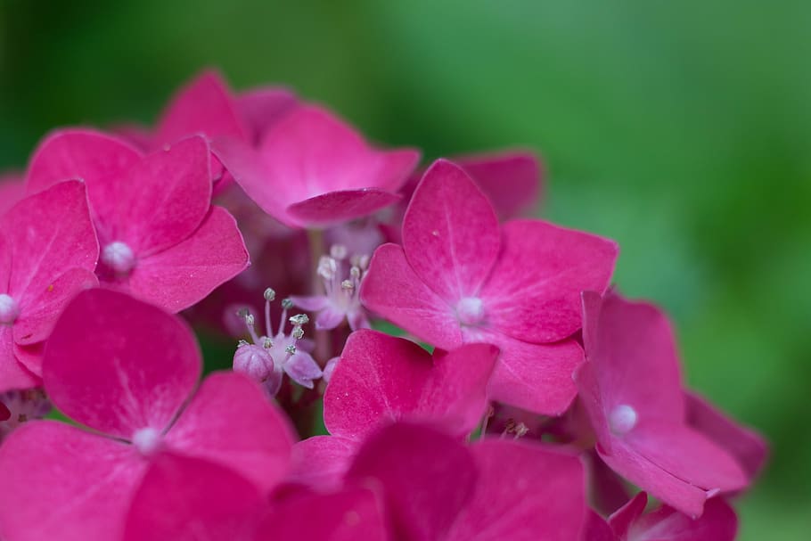 ortensia, rosa, macro, flor, flors, família de la hortensia, sierheester, jardí, inflorescència, flora, bonic, pètals, naturalesa, florir, planta amb flors, pètal, planta, vulnerabilitat, frescor, fragilitat, creixement, bellesa a la natura, cap de flor, color rosa, primer pla, cap gent, enfocament selectiu, dia, botànica, a l'aire lliure, pol·len, primavera, suavitat, puresa, 4K