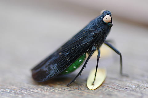 insecte, error, naturalesa, petit, ala, delicada, animal, vida salvatge, un animal, fauna animal, animals a la natura, cap gent, primer pla, color negre, invertebrat, enfocament selectiu, longitud completa, part del cos dels animals, dia, centrar-se en primer pla, color verd, material de fusta, a l'aire lliure, 2K, CC0, domini públic, lliure de regalies