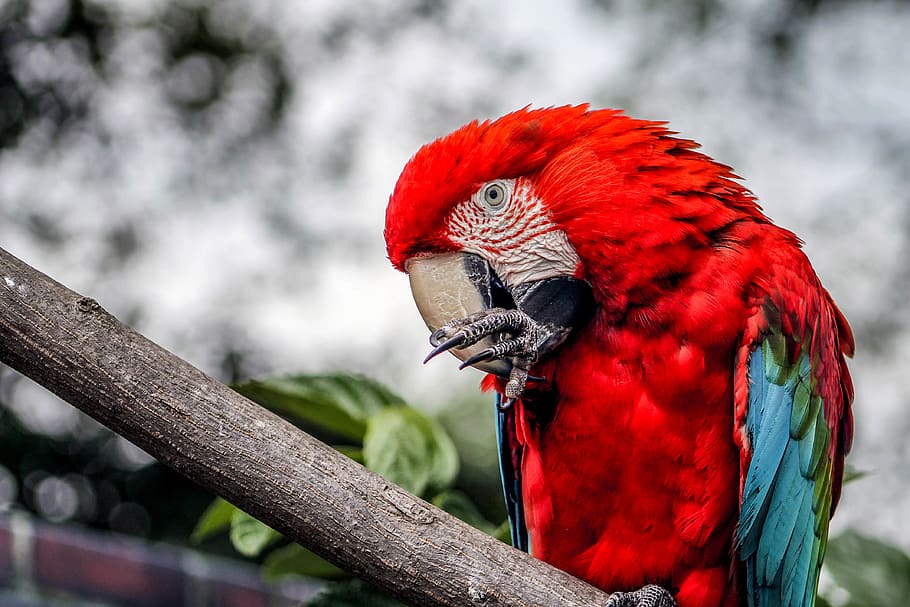 parrot, bird, vertebrate, animal themes, one animal, animal wildlife, macaw, animal, red, animals in the wild, focus on foreground, scarlet macaw, perching, branch, beak, tree, nature, day, close-up, no people, animal head, profile view, 4K