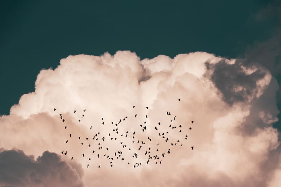 ramat, ocells, volant, blanc, núvols, cloudformation, cloudscape, núvols de cúmuls, la llum del dia, ramat d’ocells, animals a la natura, fauna animal, temes d'animals, ocell, cel, animal, grup d’animals, gran grup d’animals, núvol - cel, vertebrats, vista d’angle baix, bellesa a la natura, naturalesa, a l'aire, cap gent, moviment, unió, migració animal, 5K