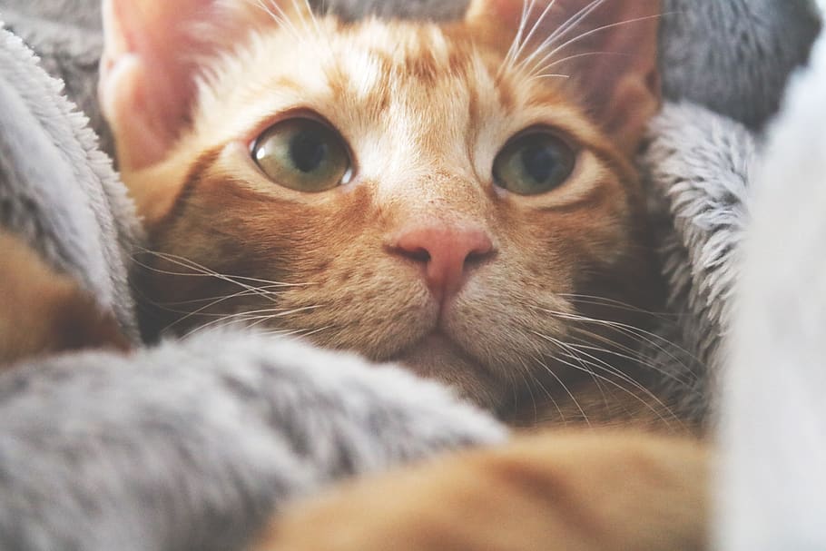kat, killing, at lyve, seng, slap af, dyr, nuttet, hjem, kæledyr, indenlandske, hvile, kitty, feline, yndig, lodne, ansigt, natur, pattedyr, emotion, fluffy, elskelig, nysgerrig, lykke, leder, øjne, indenlandske kat, husdyr, dyre temaer, et dyr, tæt på, bakkenbart, hvirveldyr, selektiv fokusering, dyr kropsdel, dyr hoved, lempelse, ingen mennesker, portræt, indendørs, dyr øje, ingefær kat, tabby, 2K
