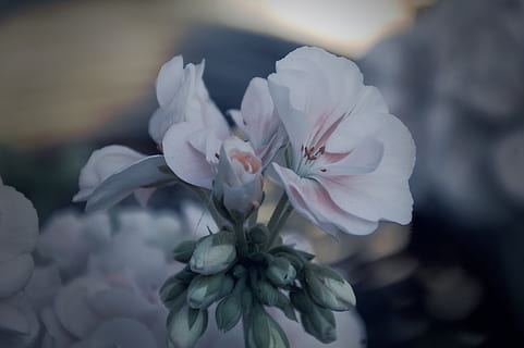 flor blanca, flor, planta, gerani, flora, noruega, pètal, fulles, vida salvatge, full, naturalesa, decoració, disseny d'interiors, jardí, a l'aire lliure, flor de cirerer, clavell, planta amb flors, creixement, fragilitat, bellesa a la natura, vulnerabilitat, frescor, primer pla, inflorescència, centrar-se en primer pla, cap gent, Color blanc, cap de flor, blanc, dia, primavera, porpra, 2K, CC0, domini públic, lliure de regalies