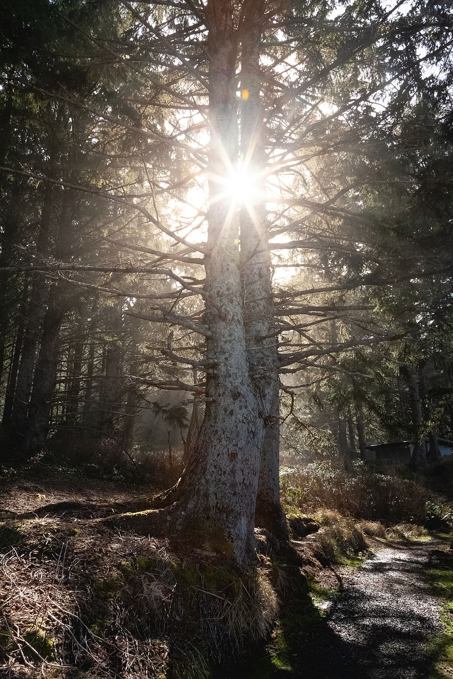 foto, arbres, durant el dia, branques, brillant, medi ambient, bosc, naturalesa, fotografia de natura, fons de pantalla de la natura, paisatge, escènic, sol brillant, llum solar, branques dels arbres, troncs d’arbres, troncs, desert, boscos, planta, arbre, terra, raig de sol, sol, tronc, tronc de l'arbre, tranquil·litat, flare de la lent, creixement, bellesa a la natura, cap gent, dia, escenics - natura, escena no urbana, escena tranquil·la, a l'aire lliure, streaming, lluminós, bengales solars, 5K