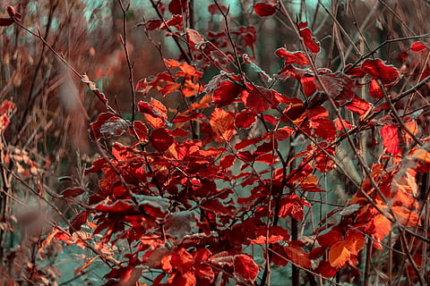 daun merah marun, menanam, daun, pohon, maple, daun maple, titis kecil, acanthaceae, mekar, bunga, batang pohon, invertebrata, hewan, serangga, serangga kriket, Birch, pembuluh darah, kepingan salju, dewa asmara, burung, kardinal, merah, bagian tanaman, musim gugur, perubahan, pertumbuhan, keindahan di alam, alam, hari, merapatkan, tidak ada orang, cabang, di luar rumah, fokus pada latar depan, ketenangan, Daun-daun, fokus selektif, kerentanan, kondisi alam, 5K, CC0, domain publik, bebas royalti