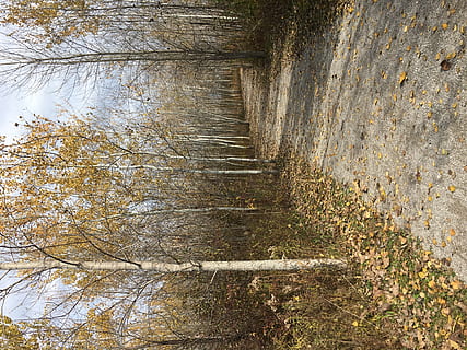 sti, jord, træ, plante, birk, vej, grus, grusvej, efterår, træer, træstamme, gangbro, asfalt, bro, boardwalk, bygning, ro, ingen mennesker, natur, vækst, vand, dag, Skov, skønhed i naturen, scenics - natur, ikke-urbane scene, rolig scene, udendørs, bagagerum, afdeling, bare træ, flydende vand, flyder, 4K, CC0, offentligt domæne, royaltyfrie