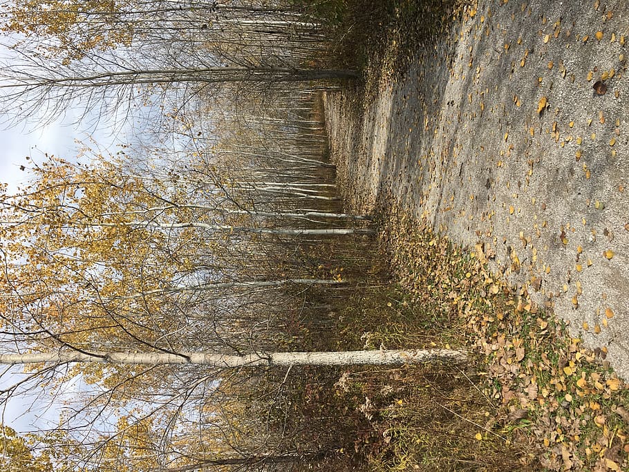 sti, jord, træ, plante, birk, vej, grus, grusvej, efterår, træer, træstamme, gangbro, asfalt, bro, boardwalk, bygning, ro, ingen mennesker, natur, vækst, vand, dag, Skov, skønhed i naturen, scenics - natur, ikke-urbane scene, rolig scene, udendørs, bagagerum, afdeling, bare træ, flydende vand, flyder, 4K