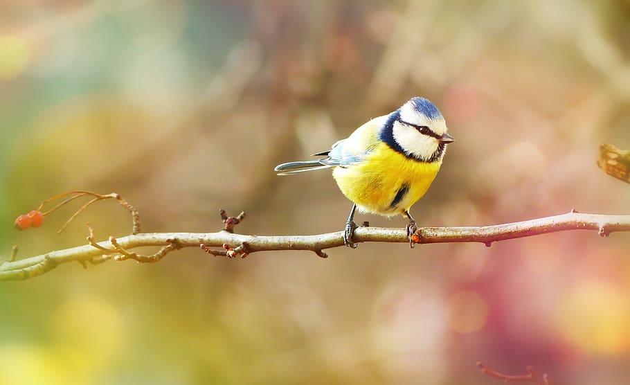 cincia dal ciuffo, uccello, piccolo, colorato, rametto, bokeh, animali, natura, alla corte di, vertebrati, avvicinamento, pianta, prato, albero, becco, occhi, penna, ritratto, colore, bellissimo, vivo, primavera, l'ambiente, biologia, giallo, fauna selvatica, temi animali, vertebrato, concentrarsi sulle conoscenze acquisite, animali allo stato selvatico, animale, un animale, appollaiati, ramo, giorno, nessuno, all'aperto, bellezza nella natura, uccello canoro, bluetit, cinciallegra, 4K