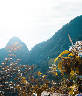 green tree, clouds, colors, daylight, environment, flora, flowers, forest, green, growth, landscape, mountains, natural, nature, nature photography, scenic, trees, woods, mountain, plant, beauty in nature, day, flower, flowering plant, yellow, scenics - nature, sky, tranquility, no people, freshness, tranquil scene, mountain range, non-urban scene, outdoors, flower head, mountain peak, 4K, CC0, public domain, royalty free