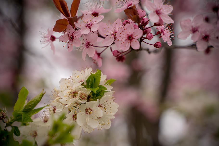 Kirschblüte, Frühling, Rosa, Baum, blühen, Ast, Kirschbaum, Natur, Zierkirsche, Knospe, Pflanze, Blume, Kirschblüten, Lenz, Weiß, japanisch, Farbe, Sakura, bunt, Frühlingsblumen, blühende Pflanze, Frische, Zerbrechlichkeit, Schönheit in der Natur, pinke Farbe, Verletzlichkeit, Wachstum, Nahansicht, Blütenblatt, selektiver Fokus, keine Leute, Tag, Blütenkopf, draußen, Pollen, Blumenstrauß, 5K