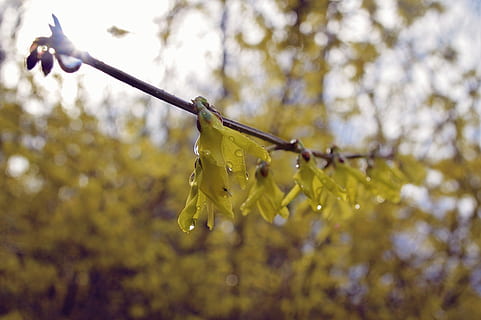 gul, blomster, forår, flor, morgen, regn, sunraise, sol, blød, dugfrisk, afdeling, træ, plante, fokus på forgrunden, natur, dråbe, vand, tæt på, ingen mennesker, dag, vækst, skønhed i naturen, våd, udendørs, Kvist, ro, selektiv fokusering, skrøbelighed, regndråbe, 4K, CC0, offentligt domæne, royaltyfrie