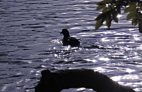 Vogel, Wasser, Hintergrundbeleuchtung, Wurzel, Blätter, idyllisch, Stimmung, Atmosphäre, Sonnenlicht, Natur, Welle, Hintergrund, Blau, Reflexion, sonnig, See, Licht, Lichteinfall, Spiegeln, Romantik, Beleuchtung, wunderschönen, atmosphärisch, ein Tier, Tierthemen, Tiere in freier Wildbahn, Ufergegend, Tier, Wirbeltier, Tierwelt, gewellt, Schwimmen, Tag, keine Leute, draußen, selektiver Fokus, Bewegung, Blässhuhn, 5K, CC0, gemeinfrei, lizenzfrei
