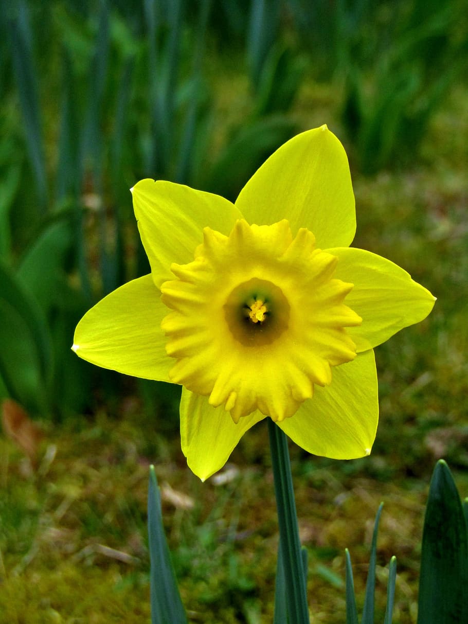 osterglocken, narcisy, žlutá, jaro, velikonoční, květ, květiny, zahrada, frühlingsanfang, zblízka, makro, kvetoucí rostlina, rostlina, křehkost, zranitelnost, okvětní lístek, krása v přírodě, svěžest, květu hlavy, růst, květenství, detail, zaměřit se na popředí, Příroda, přistát, den, pole, nikdo, venku, 5K